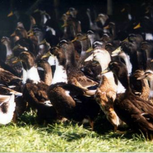 The Rouennais Ducklings